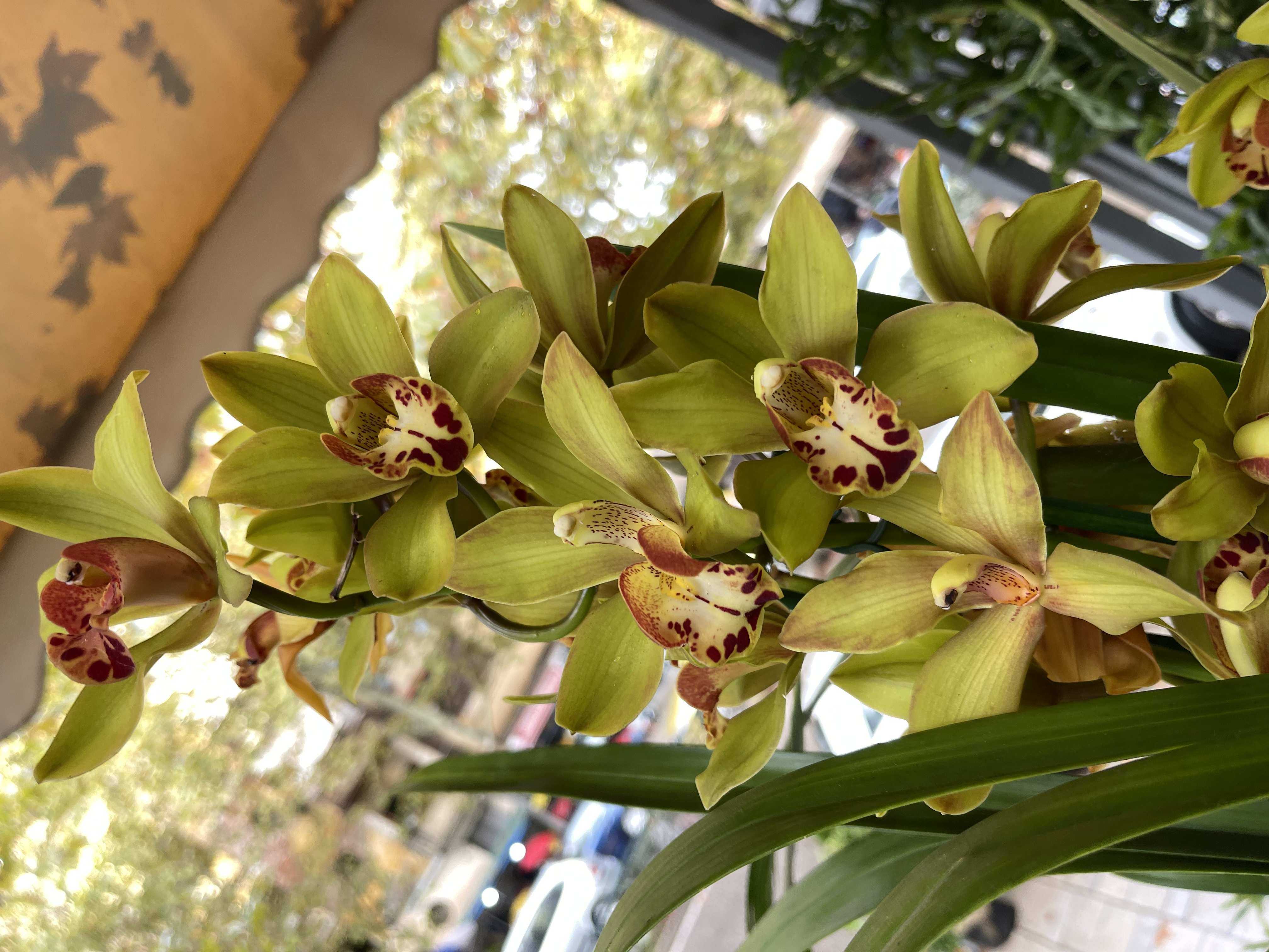 Cymbidium Orchideae
